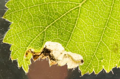 Eriocrania semipurpurella